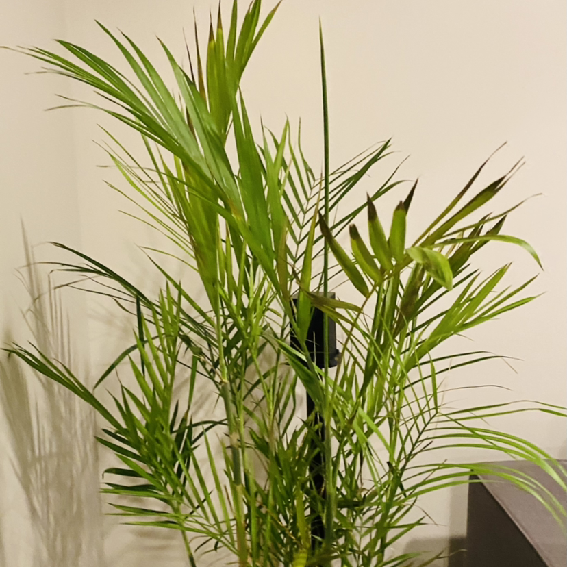 Healthy Pygmy Date Palm plant with bright green feathery fronds, thriving in a black plastic pot indoors.