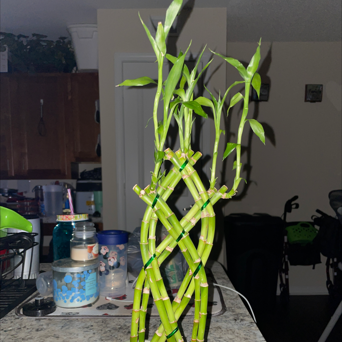 Lucky Bamboo plant photo by Brickett named Pebblez on Greg, the plant care app.