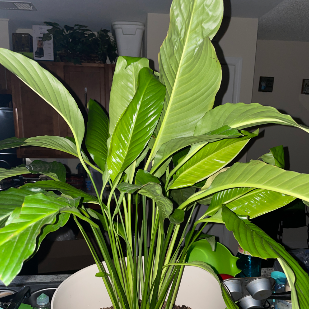 Peace Lily plant photo by Brickett named Sean on Greg, the plant care app.