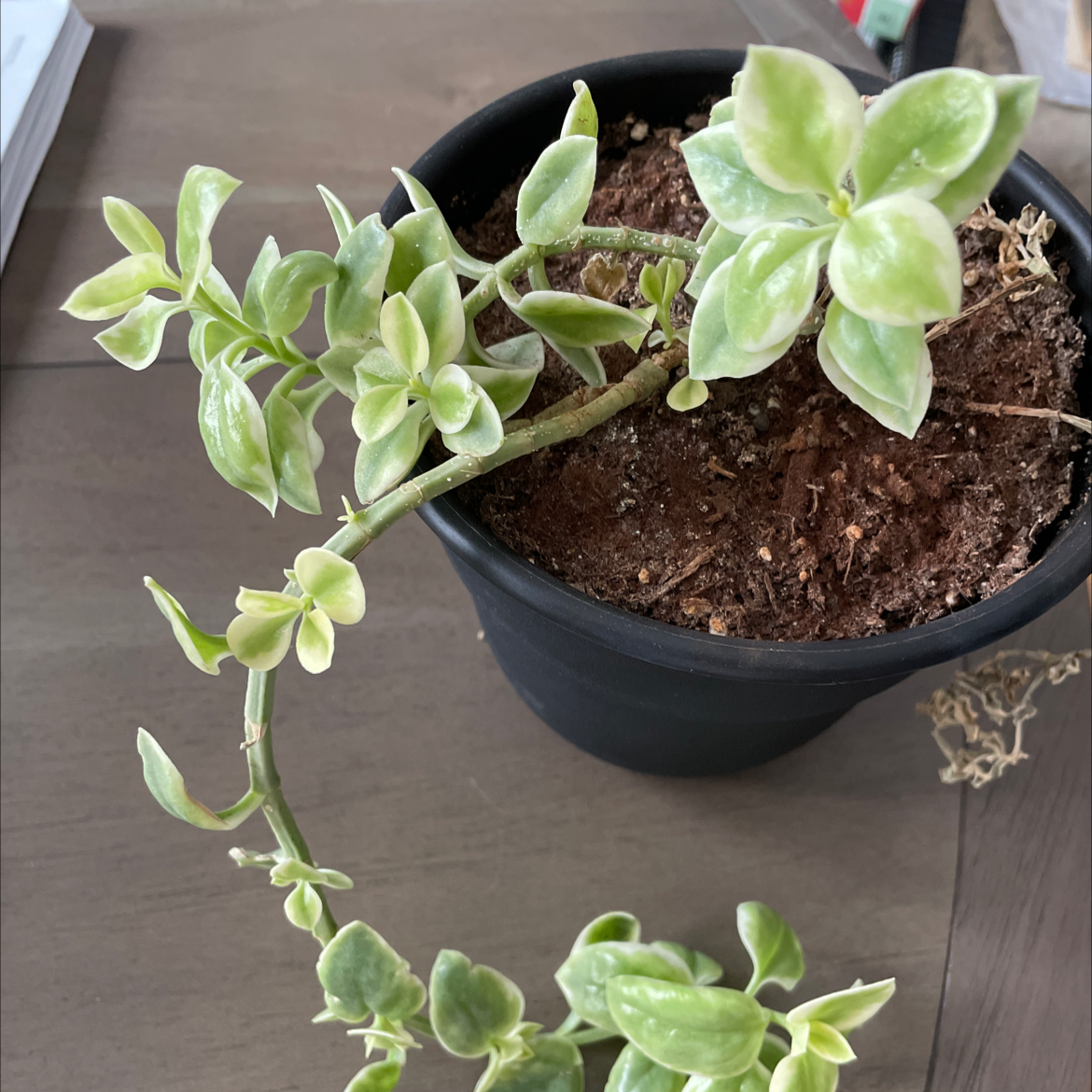Potted Baby Sun Rose plant with variegated leaves and visible soil.