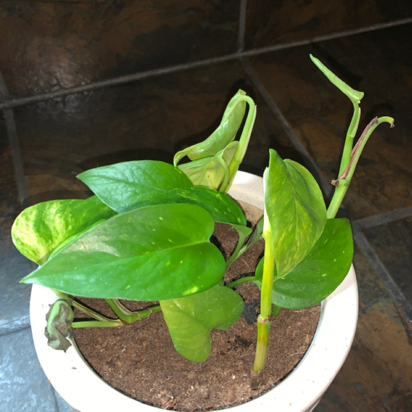Taro Vine plant photo by Addy named stella on Greg, the plant care app.