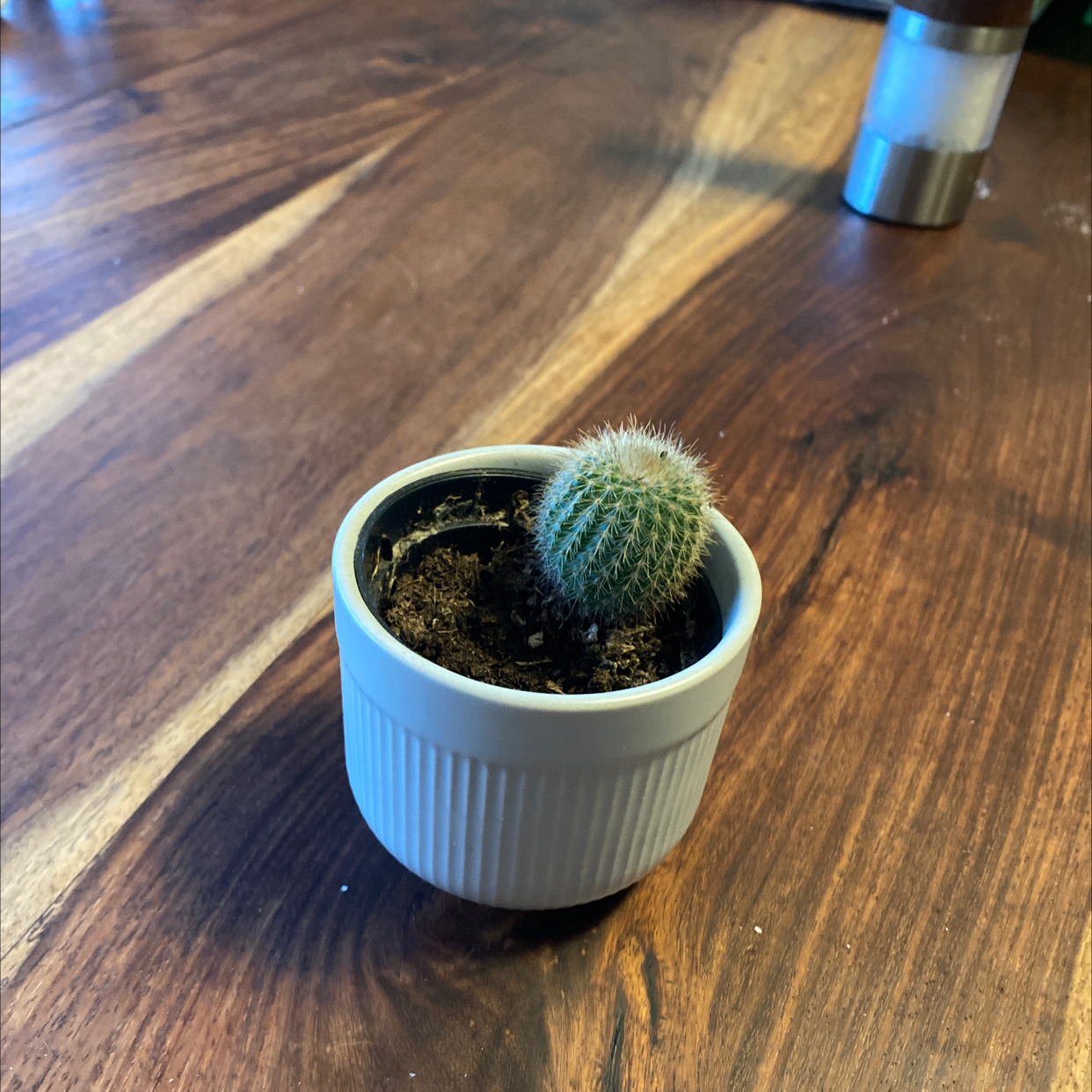 Photo of the plant species Twin Spined Cactus by @EthanL named Fernie Mercury on Greg, the plant care app