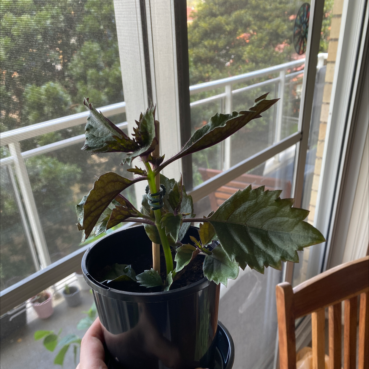 Photo of the plant species Beefsteak Plant by @EthanL named Fernie Mac on Greg, the plant care app
