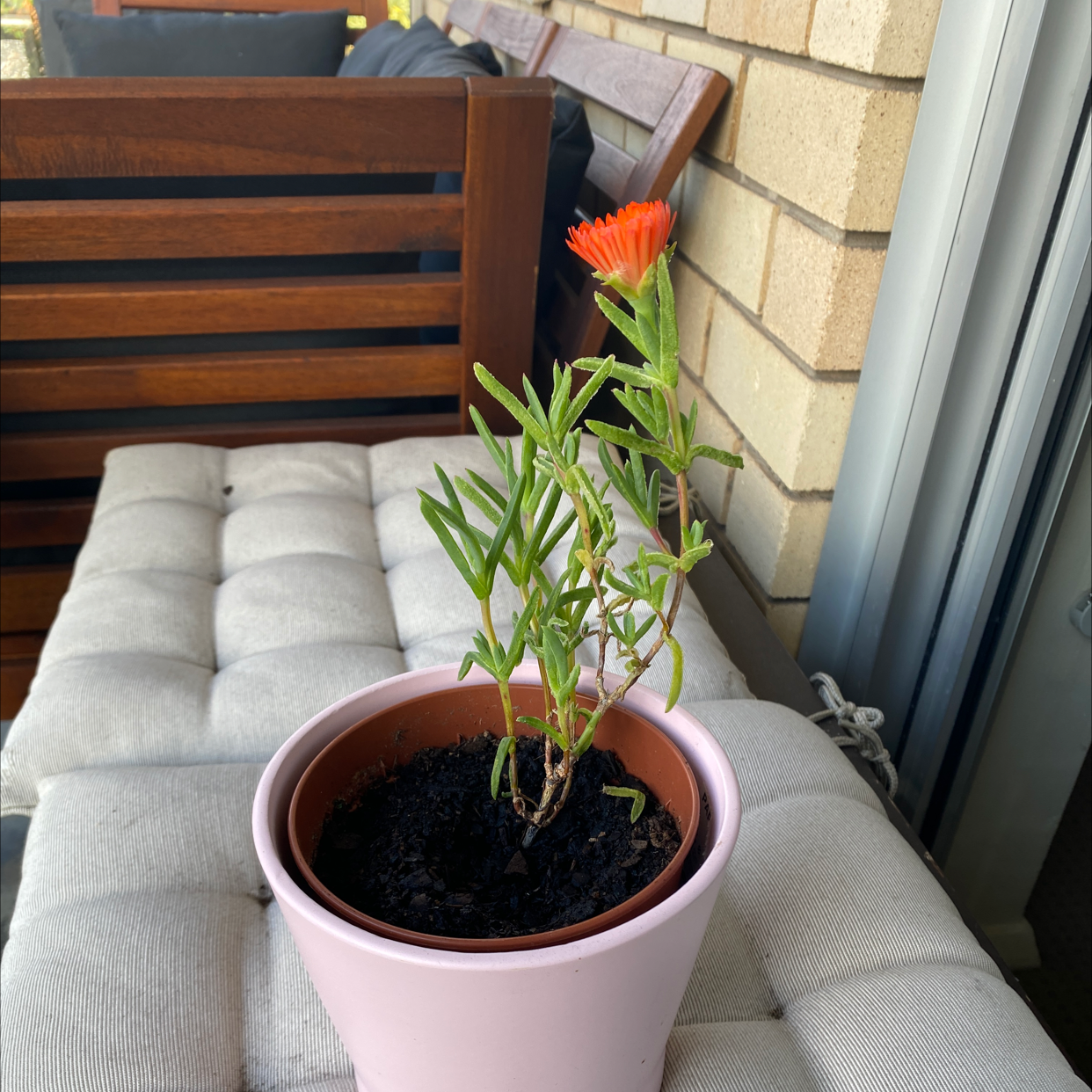 Photo of the plant species Orange Ice Plant by @EthanL named Harry on Greg, the plant care app