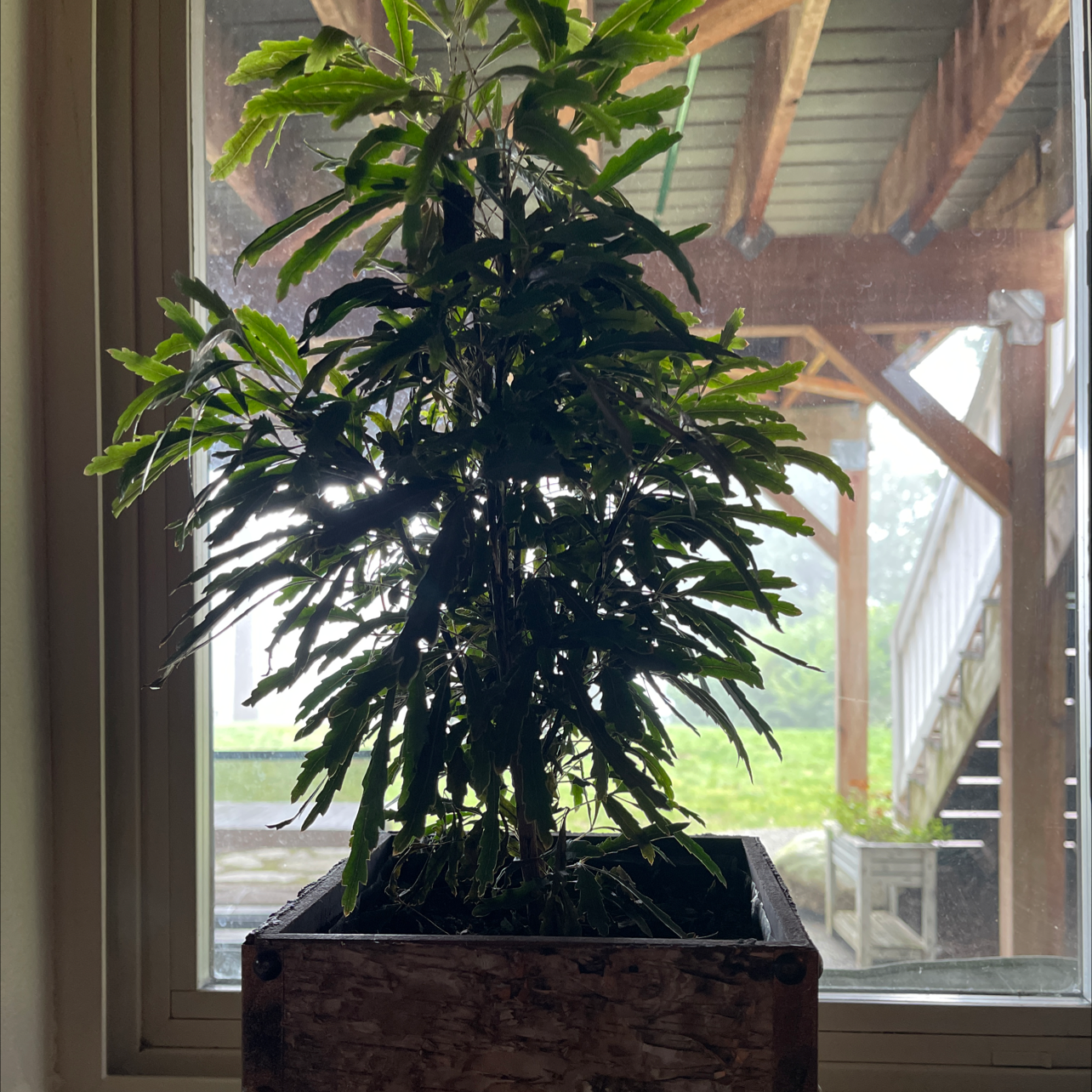 false Aralia plant in a wooden pot, placed in front of a window.