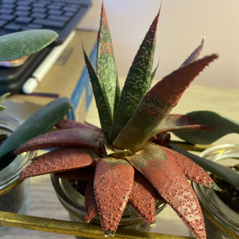 Aloe Aristata plant photo by @Hailll.ee named Kendall on Greg, the plant care app.
