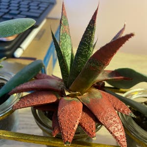 Aristaloe Aristata plant photo by @Hailll.ee named Kendall on Greg, the plant care app.