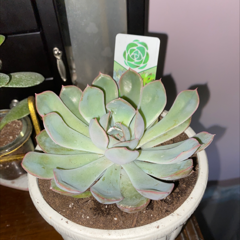 Mexican Snowball plant photo by @Hailll.ee named Oscar on Greg, the plant care app.