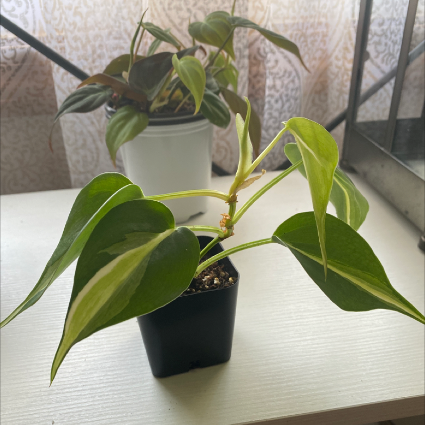 Silver Stripe Philodendron in a black pot with another plant in the background.