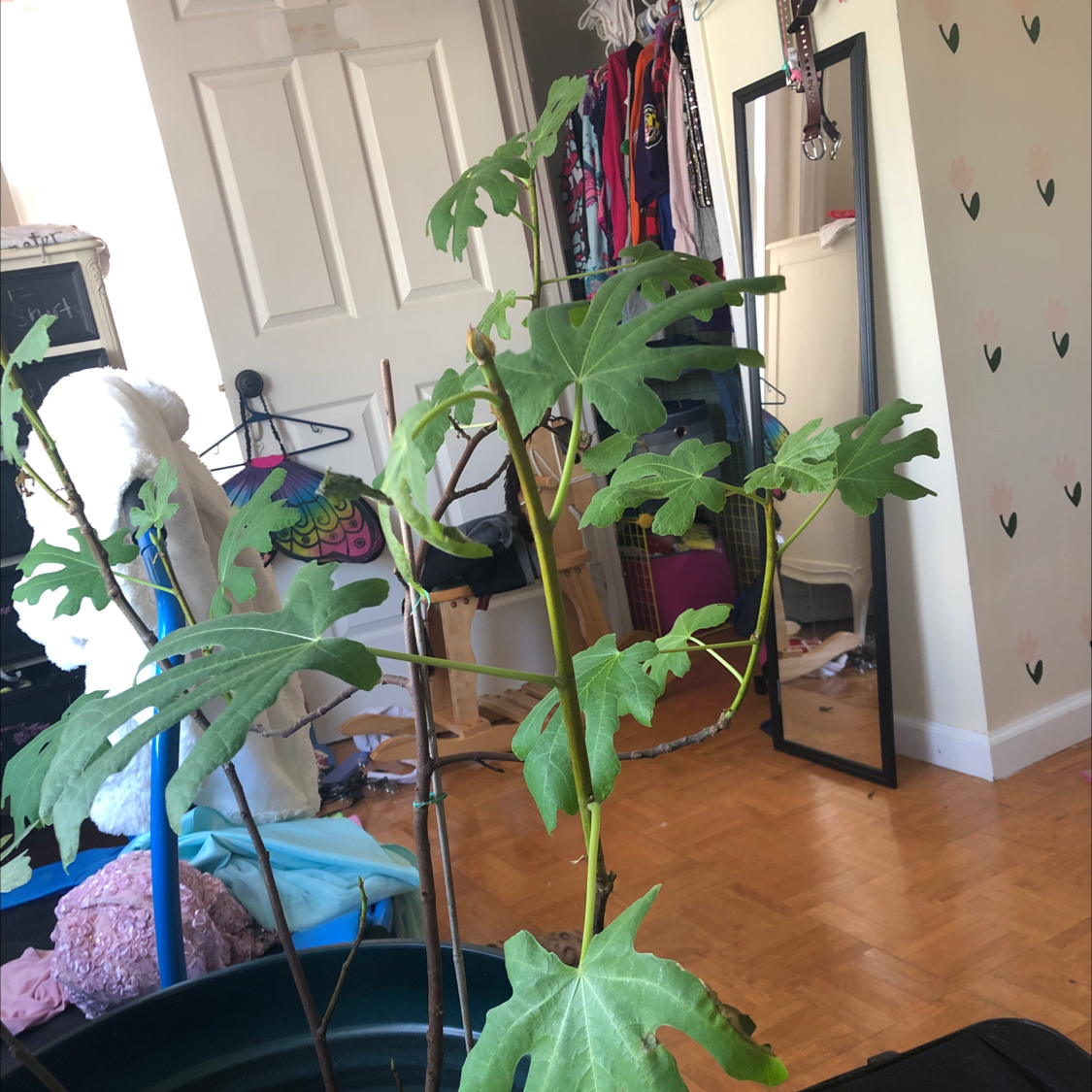 Indoor Fatsia plant in a pot with some yellowing and browning leaves, surrounded by household items.