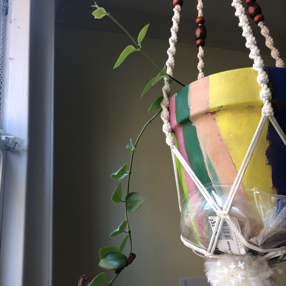 Variegated Lipstick Vine in a colorful hanging pot, appears healthy.