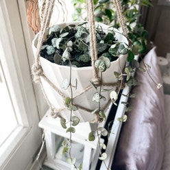 String of Hearts plant