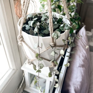 String of Hearts plant photo by @czecilia named RM on Greg, the plant care app.
