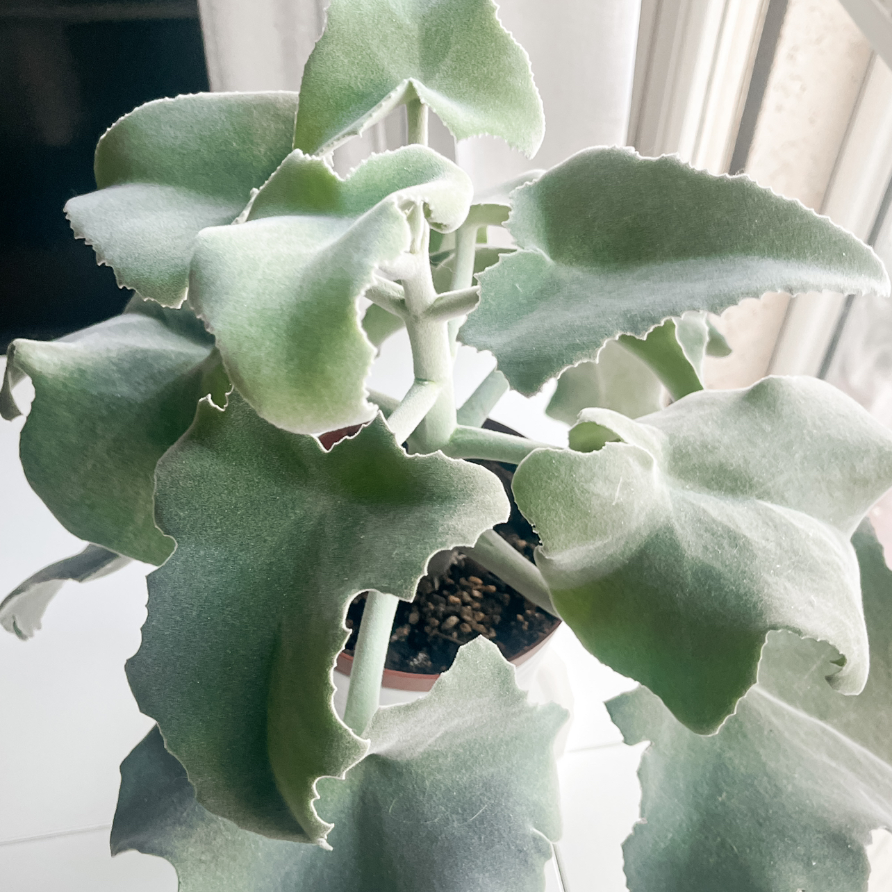 Felt Bush plant photo by @czecilia named Jupiter on Greg, the plant care app.