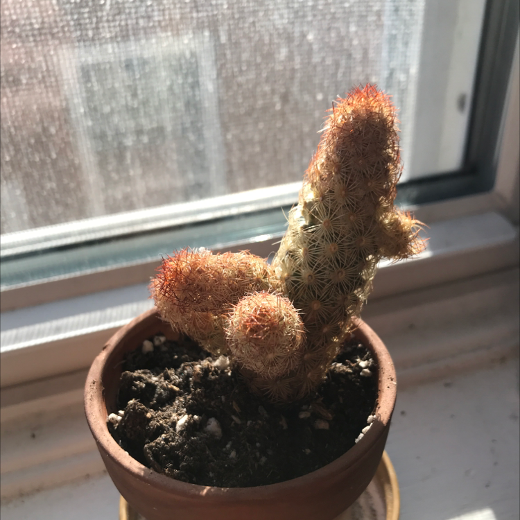 Lady Finger Cactus in a small pot on a windowsill with some browning at the tips.