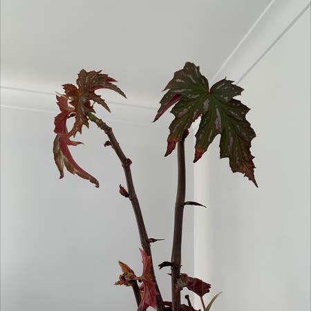 Photo of the plant species Begonia 'Sophie Cecile' by Craggles4eva named Eggsy on Greg, the plant care app