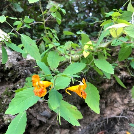Photo of the plant species Orange Jewelweed by Megnorris named Kesha on Greg, the plant care app
