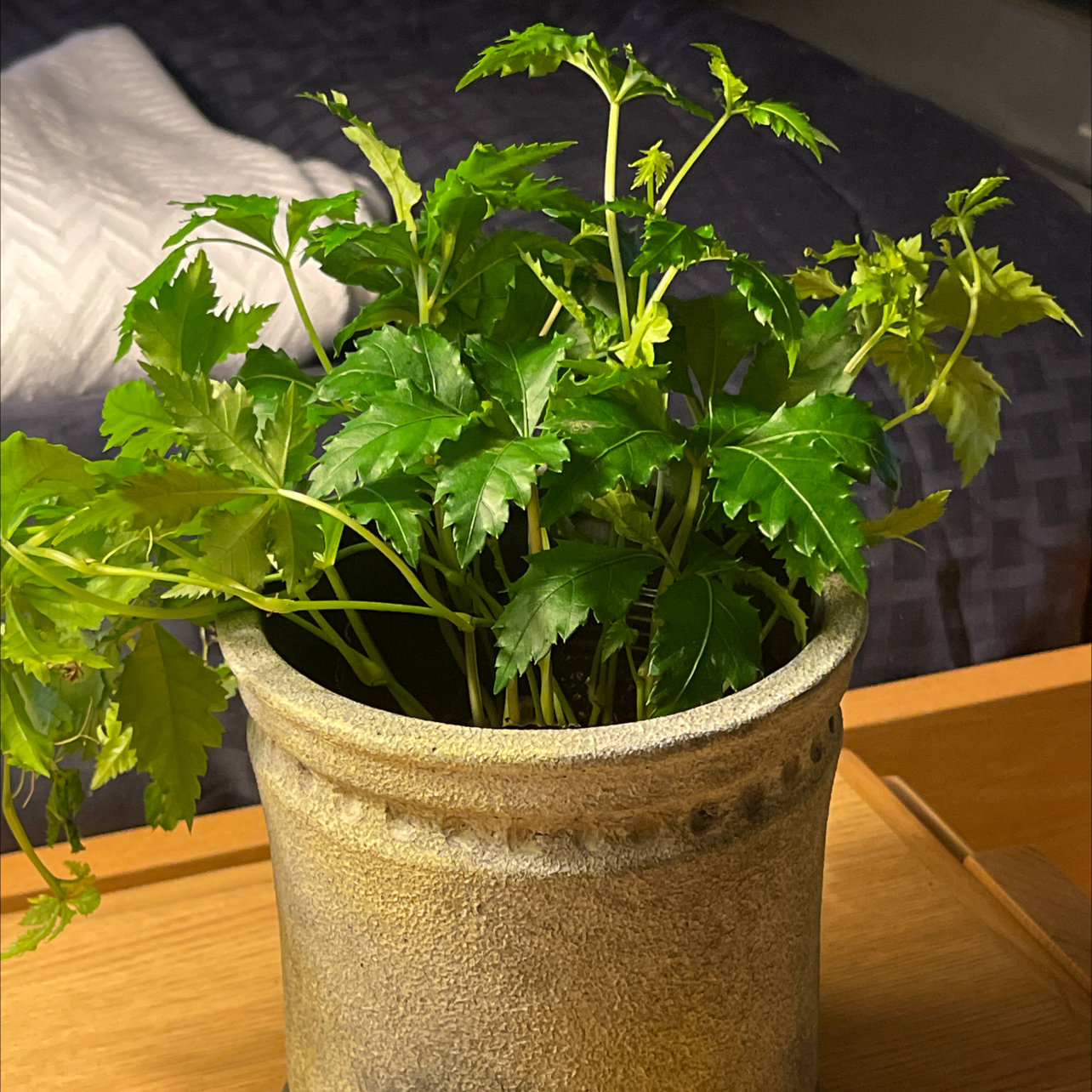 Photo of the plant species Chinese Virginia Creeper by @Isrxch named Tomas on Greg, the plant care app