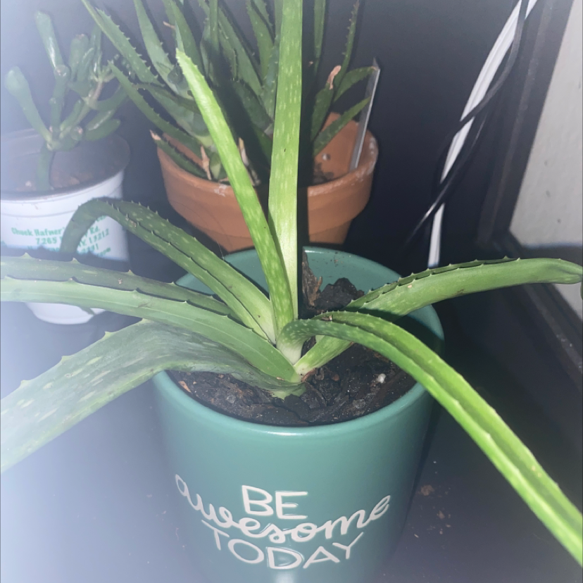 Aloe vera plant photo by Rachel named Tim on Greg, the plant care app.