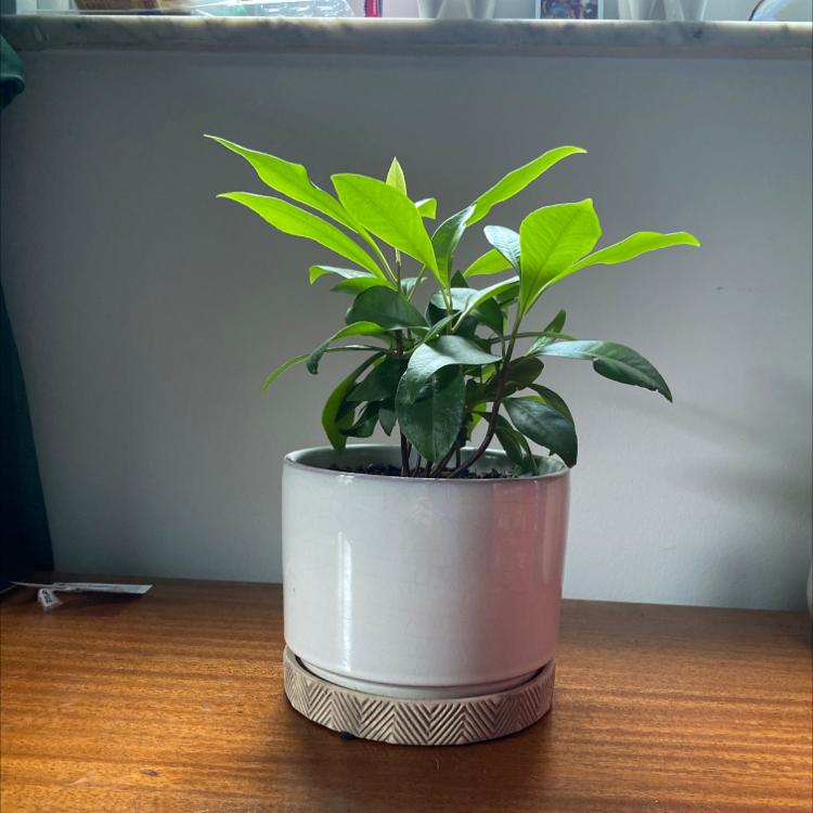 Photo of the plant species Shoebutton by @sydneyczyz named Tonks on Greg, the plant care app