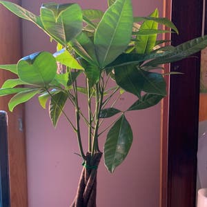 Money Tree plant photo by Milagros named Groot on Greg, the plant care app.