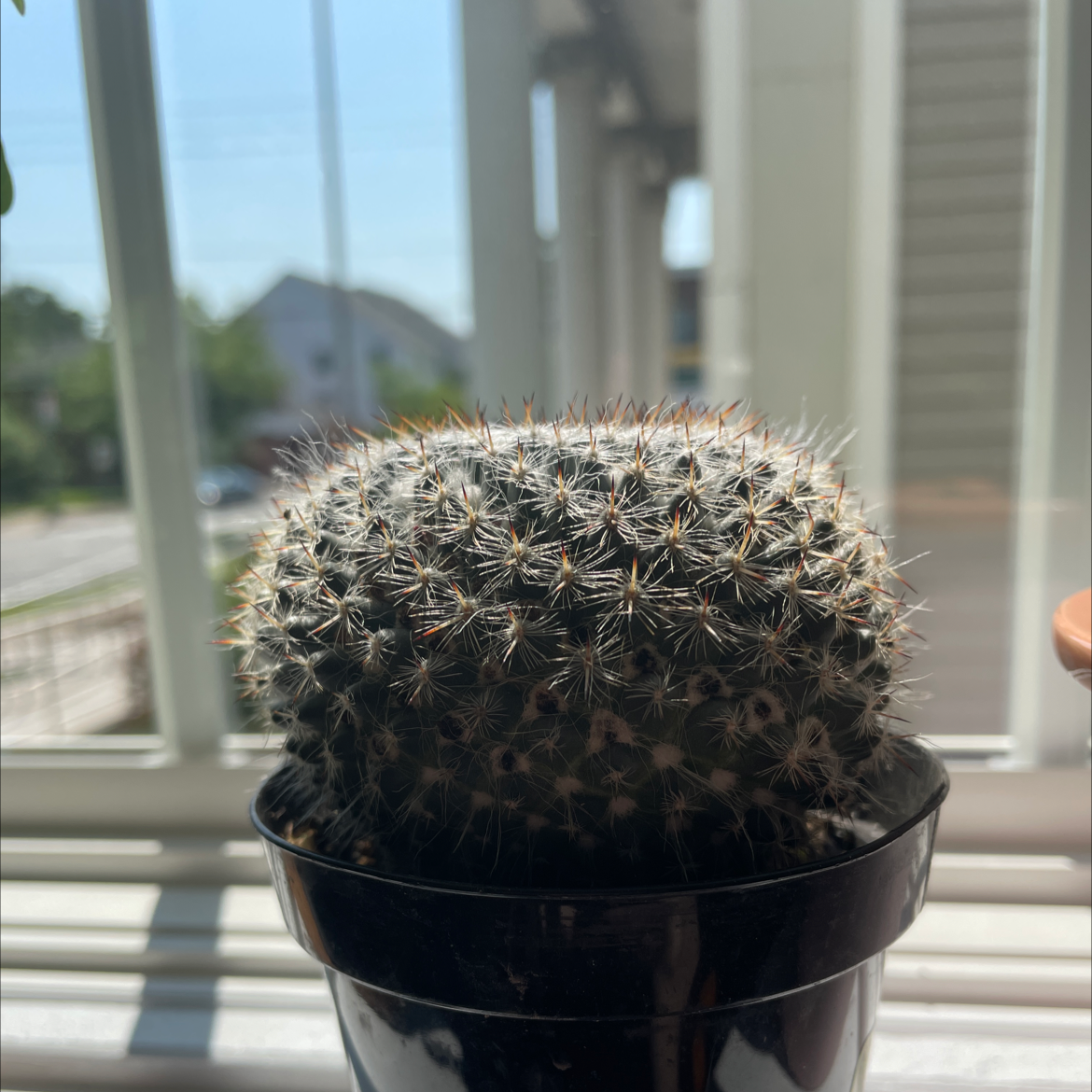 Old Lady Cactus in a black pot on a windowsill, appears healthy.