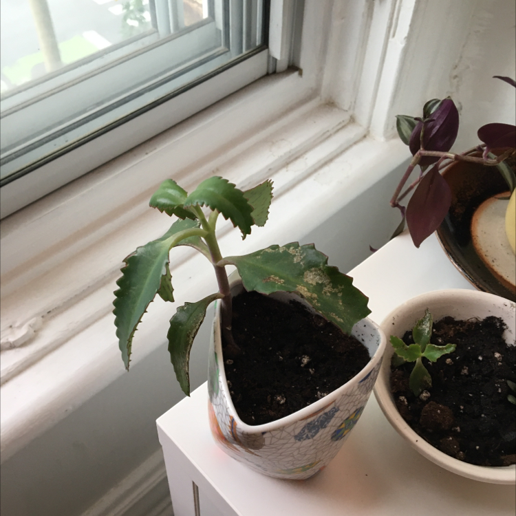 Kalanchoe 'Pink Butterflies' plant on a windowsill with another smaller plant in a separate pot.