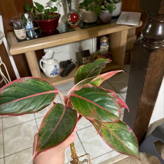 Chinese Evergreen plant in Fountain Valley, California