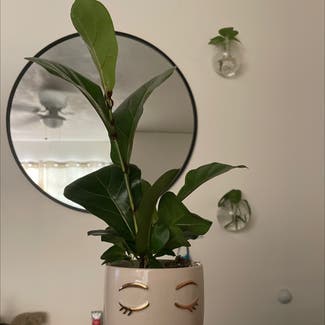 Fiddle Leaf Fig plant in Fountain Valley, California