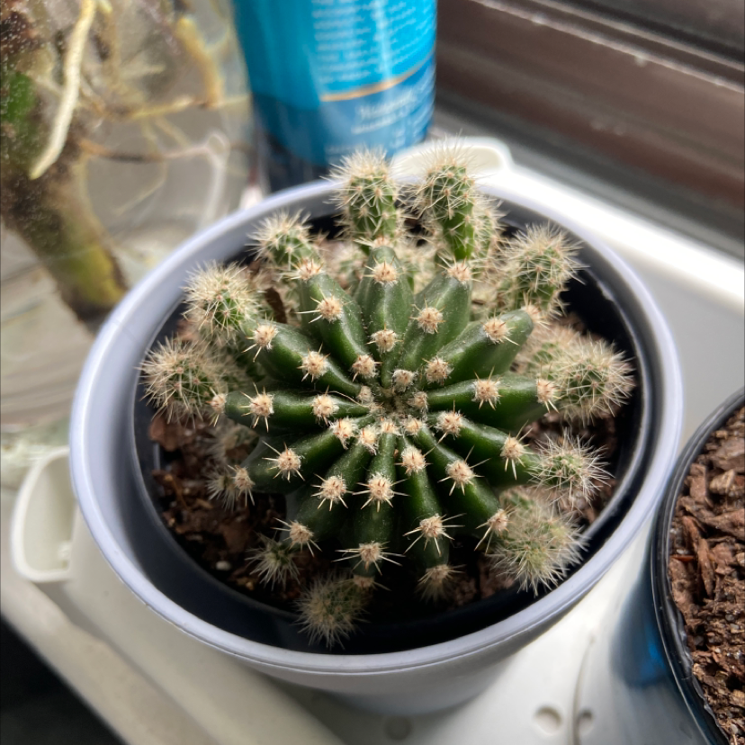 Top view of a healthy Easter Lily Cactus in a pot.