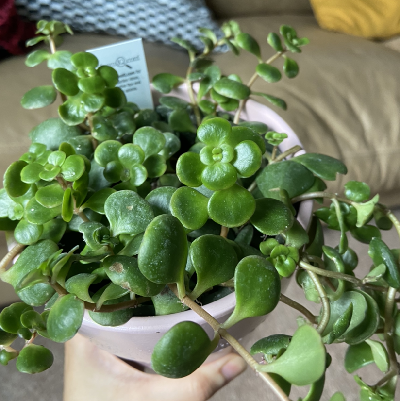 Healthy Chinese Sedum plant in a pot with green leaves, held by a hand.