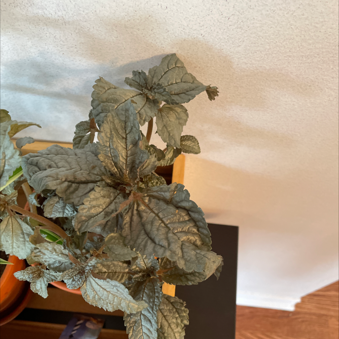 Friendship Plant with grayish leaves in a pot on a wooden surface.