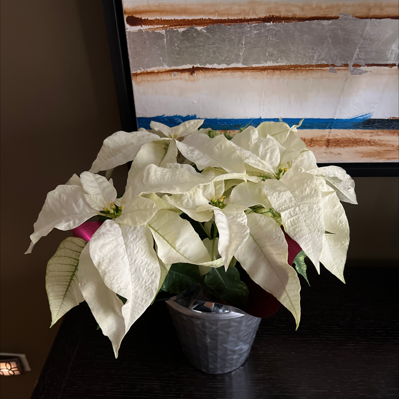 Poinsettia plant photo by @BoundlessBeauty named White on Greg, the plant care app.