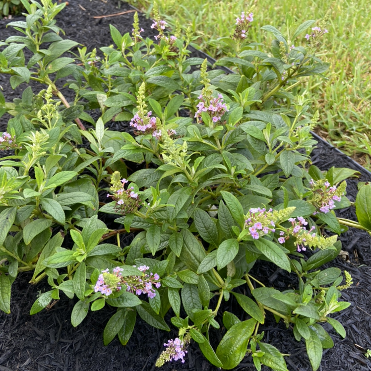 Orange Eye Butterflybush with healthy green leaves and small purple flowers in a garden bed.