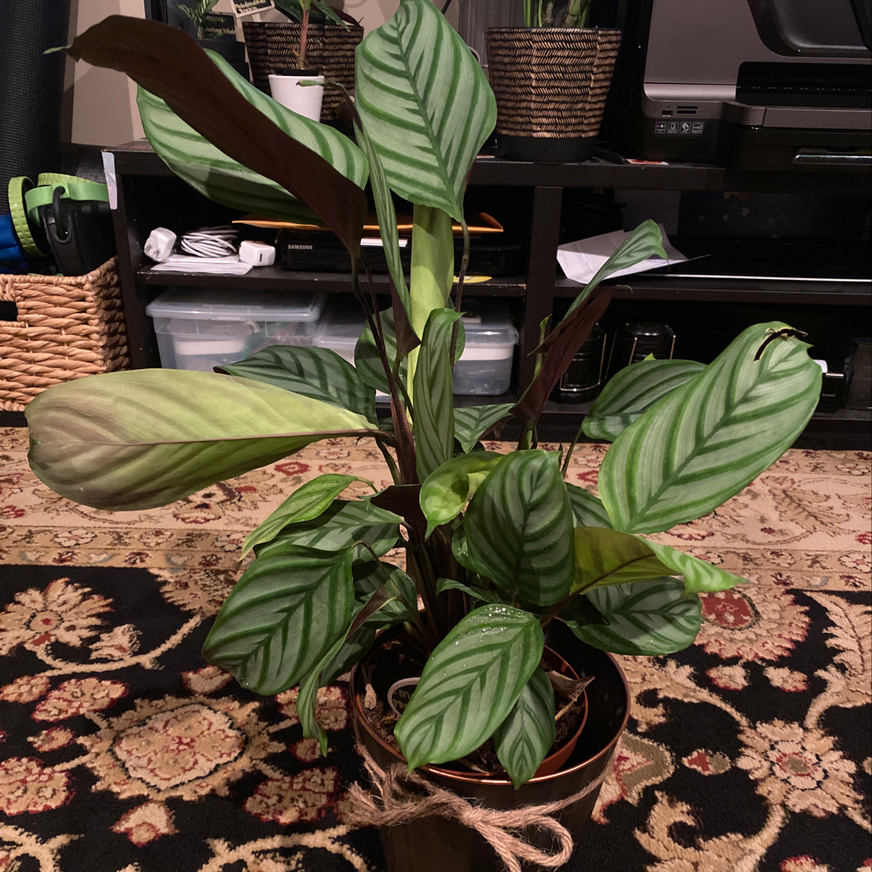 Never Never Ctenanthe plant in a pot with variegated leaves, slight yellowing visible.