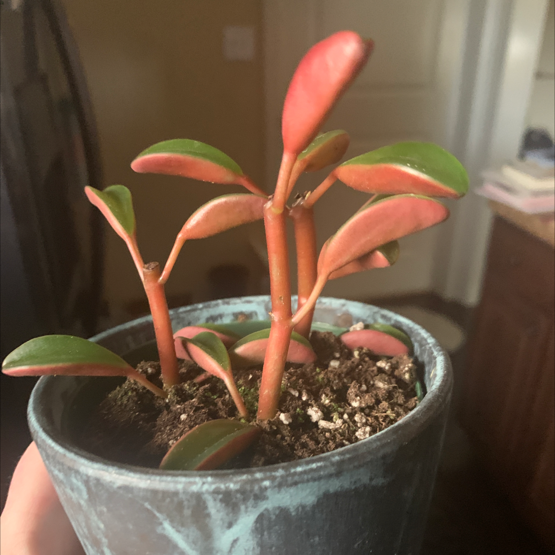 Peperomia graveolens 'Ruby Glow' plant photo by @Angexa named Scarlett on Greg, the plant care app.