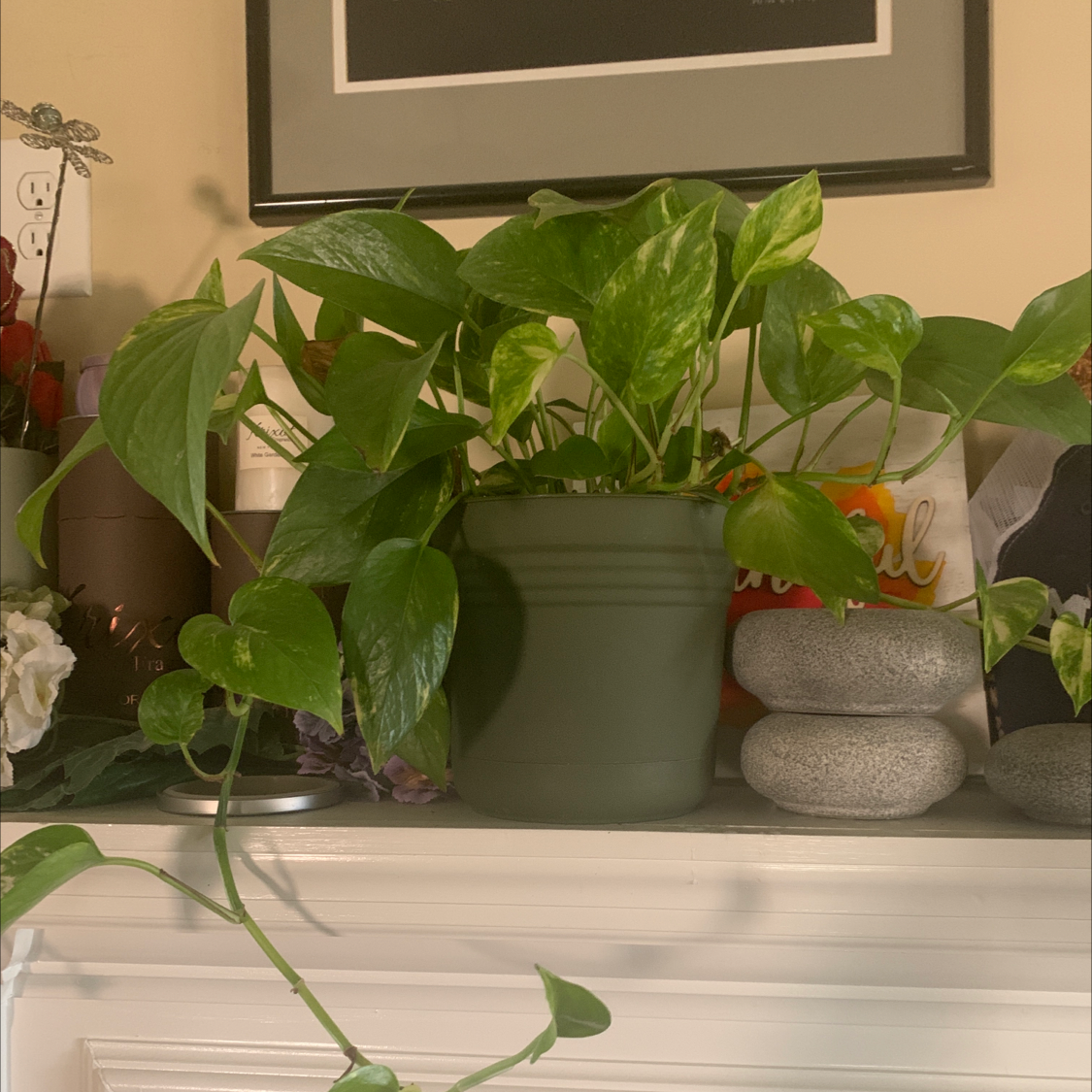 Jade Pothos plant photo by @Angexa named Cleopatra on Greg, the plant care app.