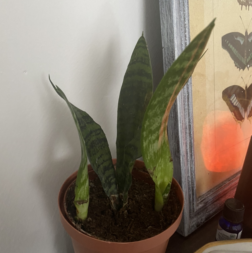 Snake Plant plant photo by @babyshroom16 named Zuko on Greg, the plant care app.