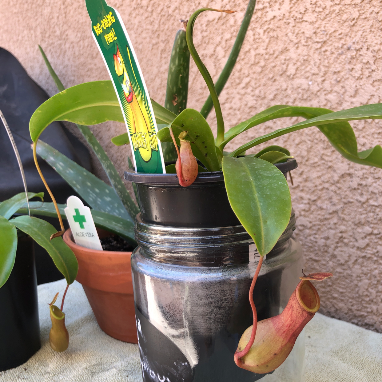 Photo of the plant species Nepenthes inermis by Gabrielle named Seymour on Greg, the plant care app