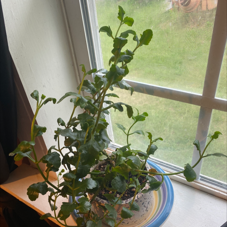 Florist Kalanchoe plant photo by @Thompsonkr1590 named Madonna on Greg, the plant care app.