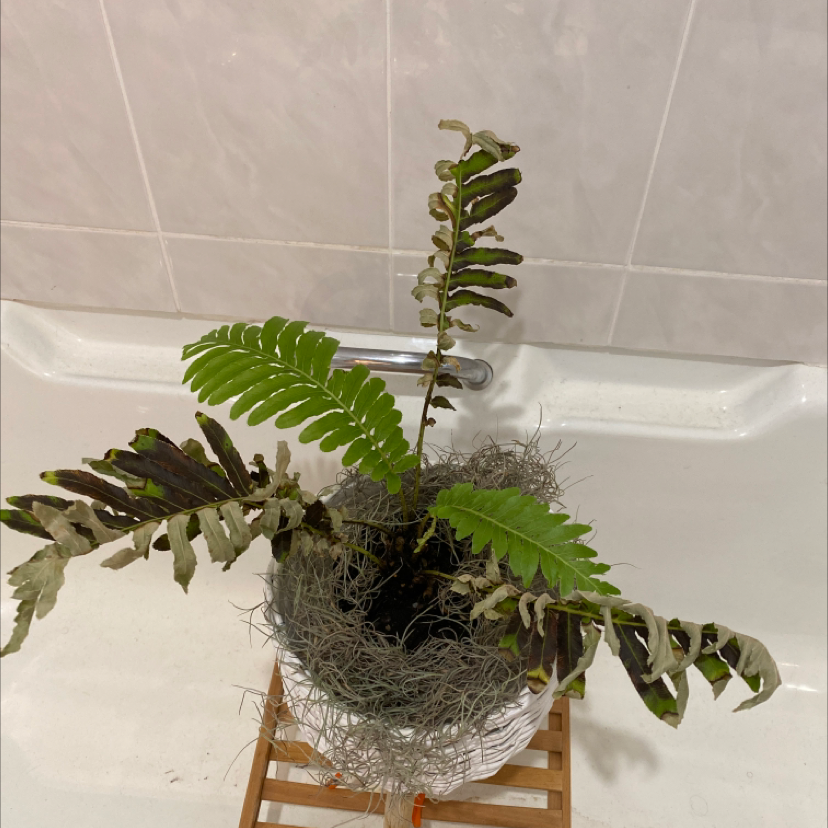 Western Swordfern in a pot with some fronds showing browning and discoloration.