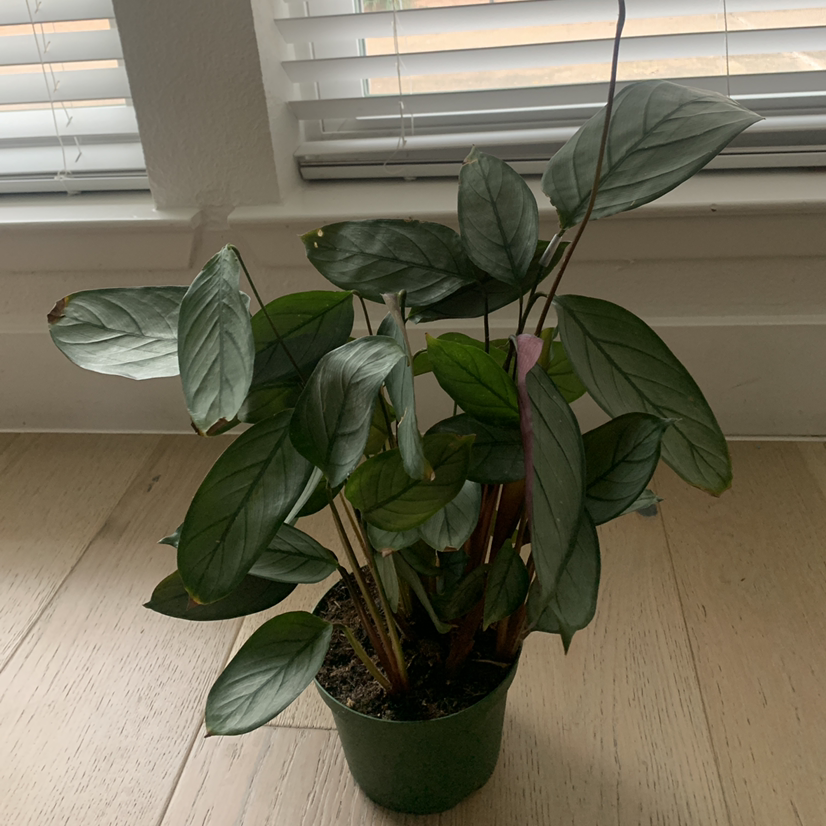Potted Never Never Ctenanthe plant indoors near a window with blinds.