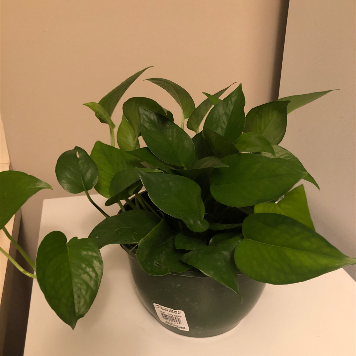 Taro Vine plant photo by Candice named Orwell on Greg, the plant care app.