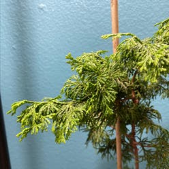 Dwarf Hinoki Cypress plant