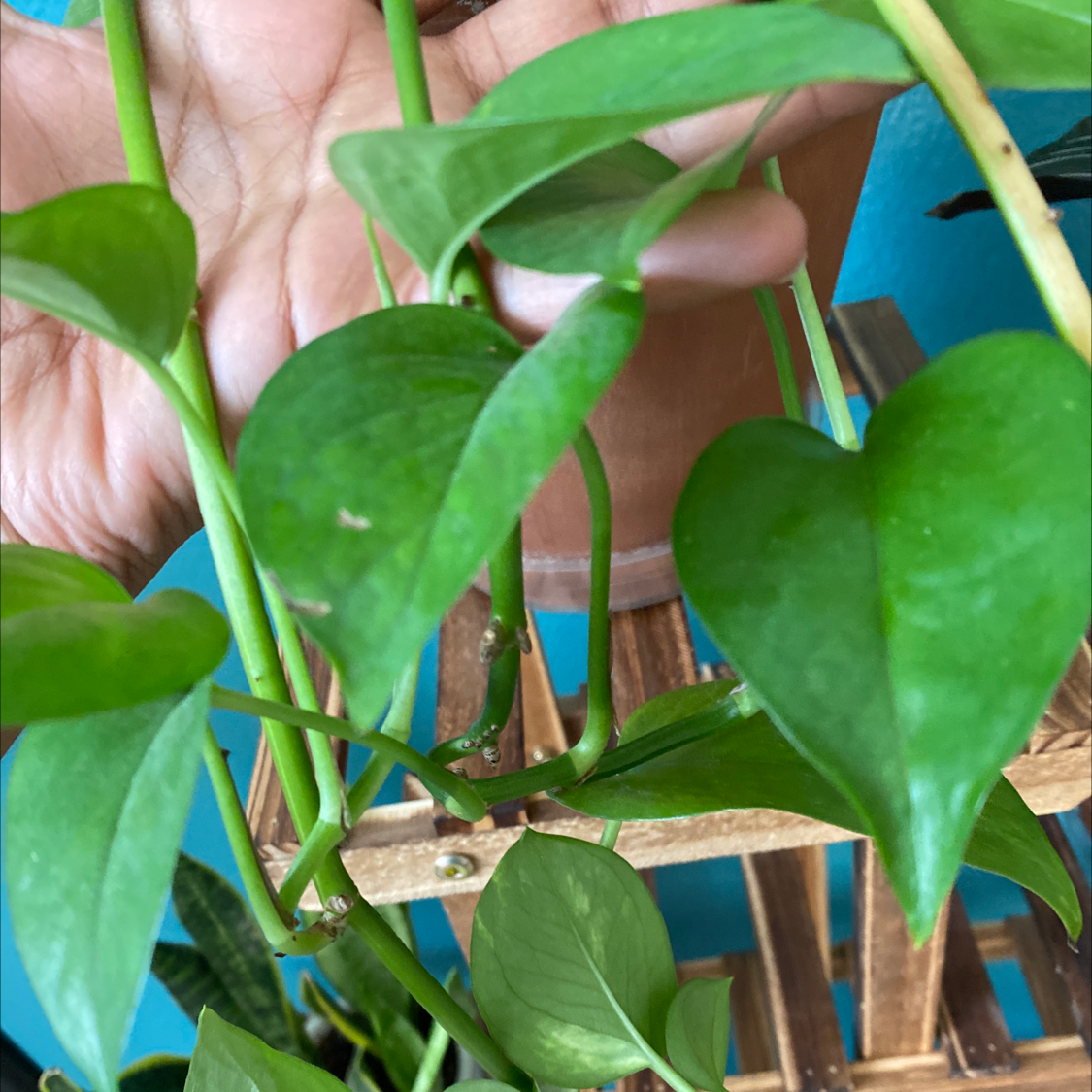 Taro Vine plant photo by Ankita named Money Plant on Greg, the plant care app.
