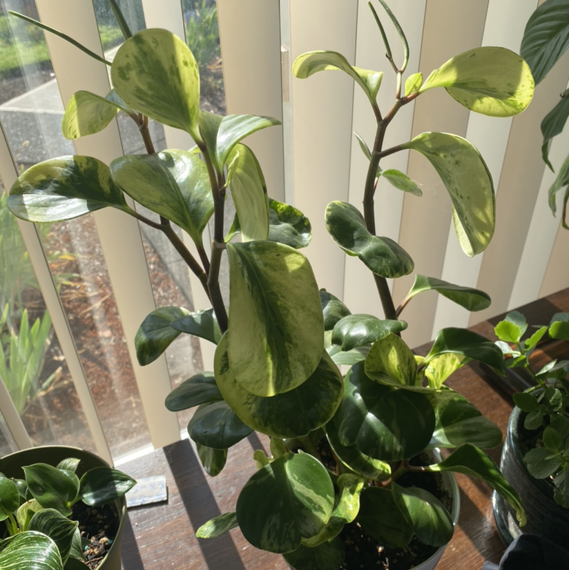 Baby Rubber Plant plant photo by Chels named Peppa on Greg, the plant care app.