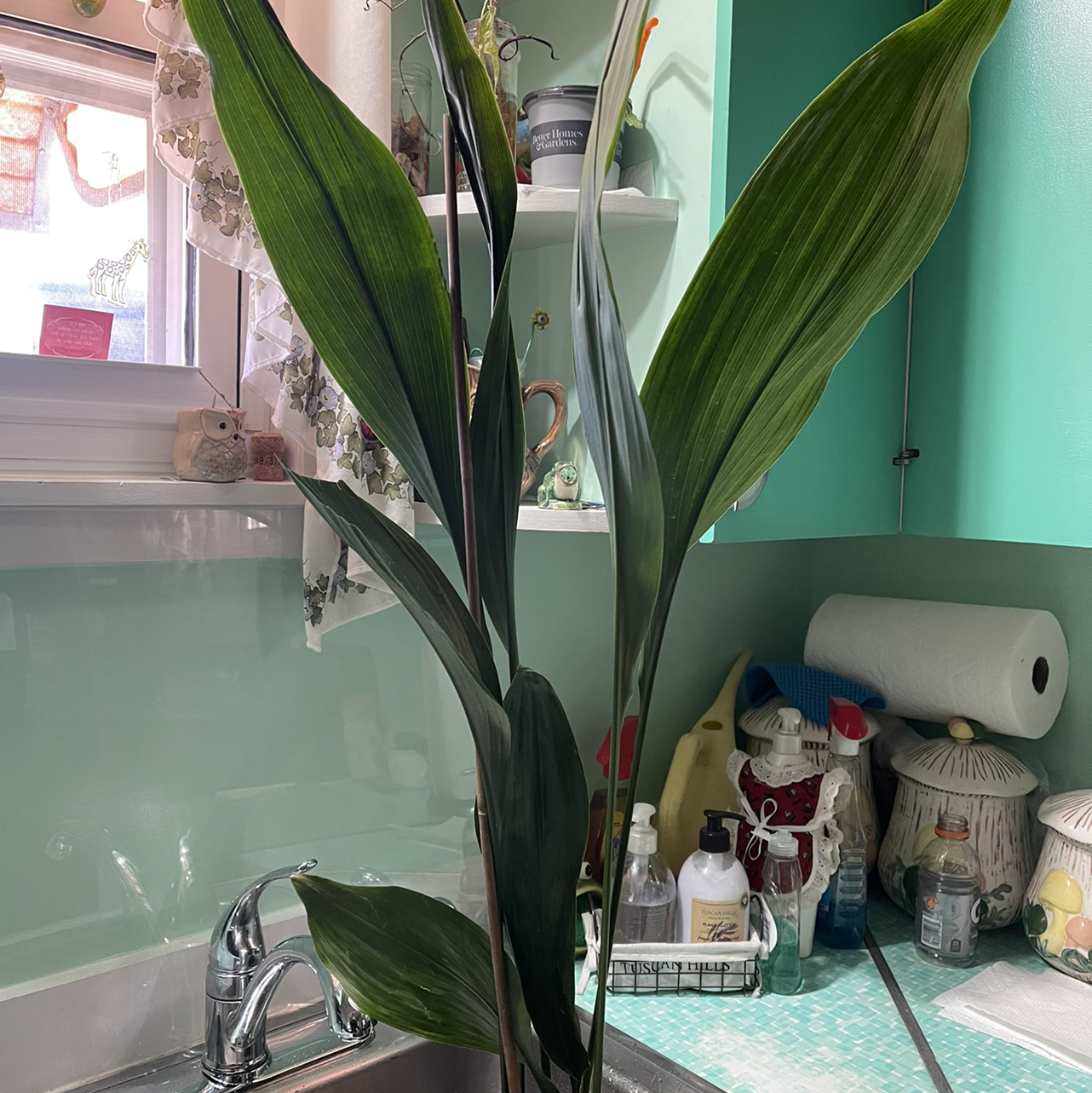 Cast Iron Plant with long, dark green leaves in a kitchen setting near a sink.