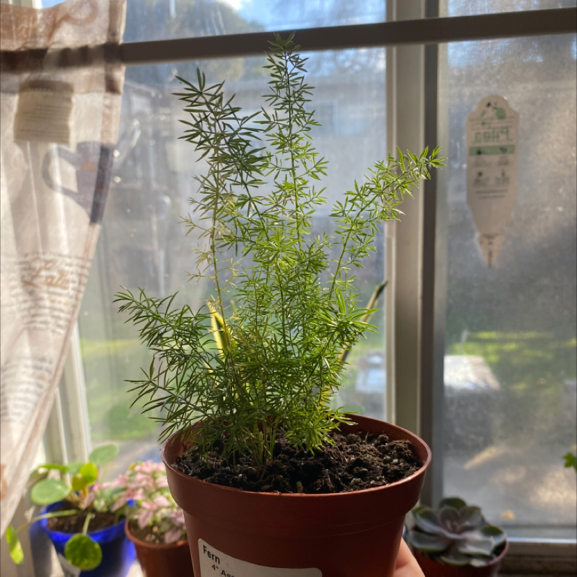 Healthy, lush Plume Asparagus plant with delicate green foliage growing in a pot on a sunny windowsill.