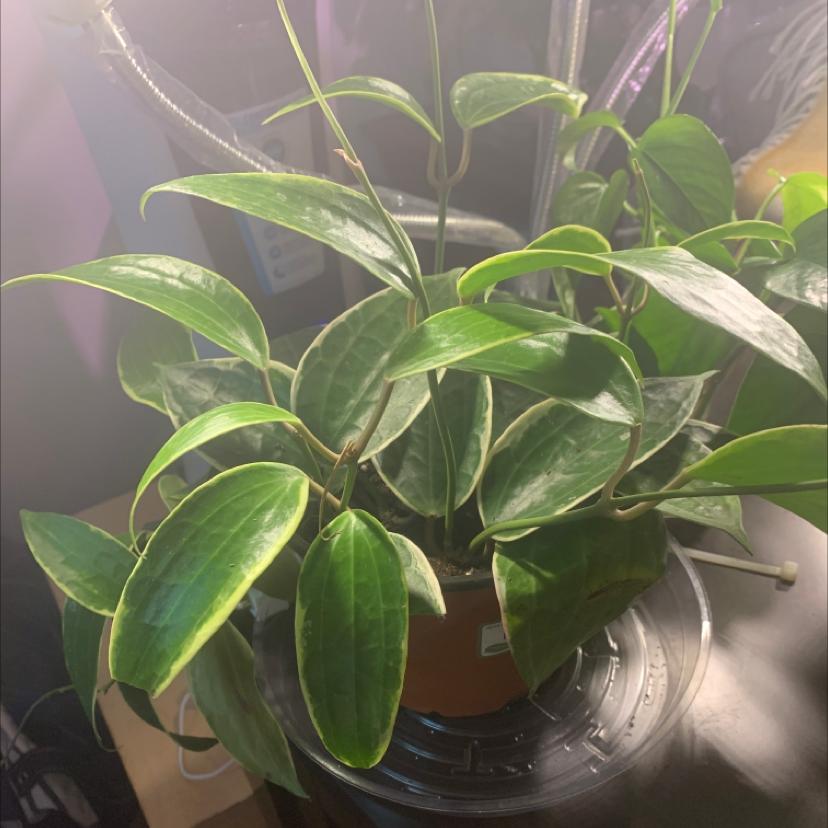 Hoya macrophylla plant with healthy green leaves in a pot.