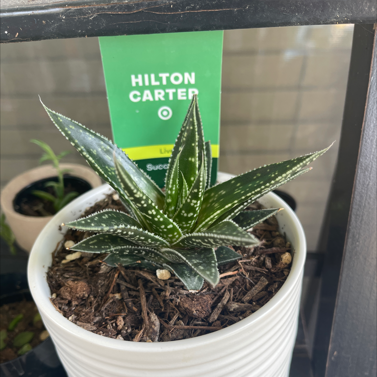 Aloe Aristata plant photo by @Eleni named Hilton Carter on Greg, the plant care app.